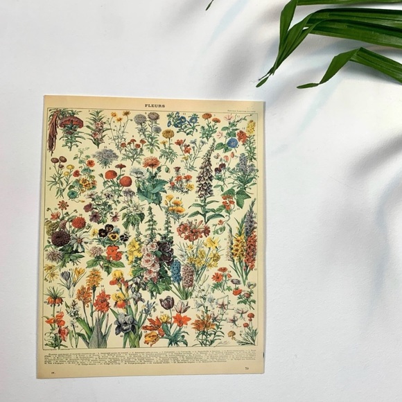 Vintage Scientific "Fleurs" (Flowers) Floral Chart 8x10 5/5 - Picture 2 of 8